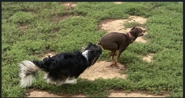 Jasper, our chocolate Miniature Pinscher (the small brown dog), practicing zoomies with his best friend Scruffles